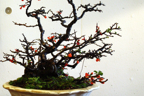 bonsai-IMG_2286.jpg