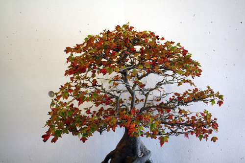 bonsai-IMG_2294.jpg